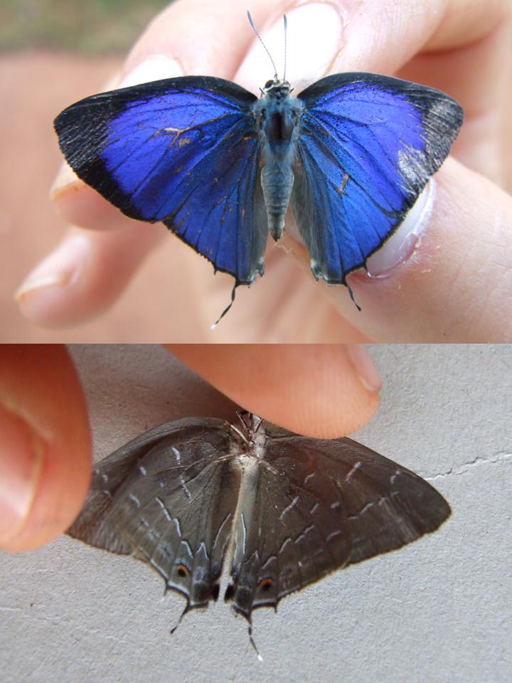 FIGURE 2e FIGURE 2e